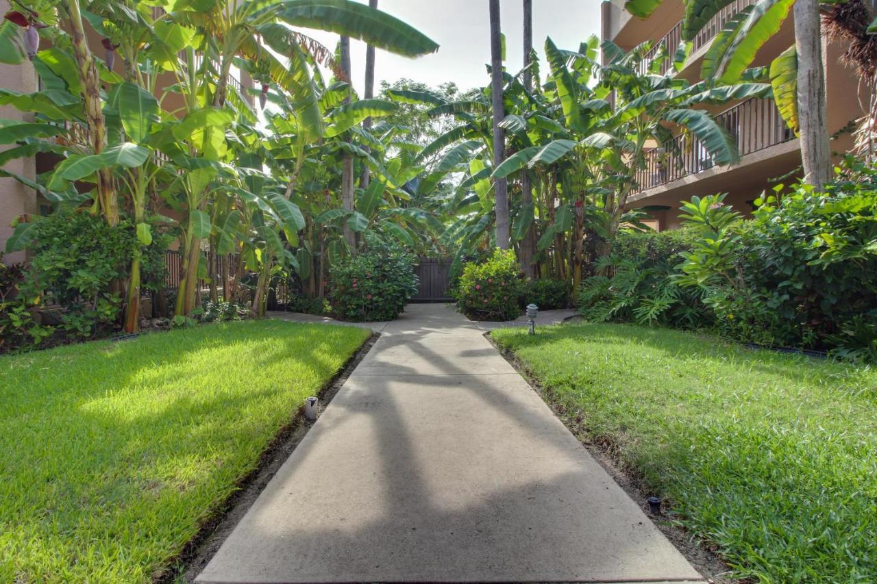 Beachview Condominiums: Palm Tree Pathway South Padre Island Exterior photo